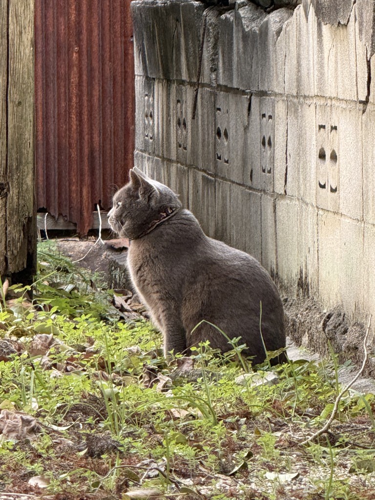 猫をみつけて、思わず。